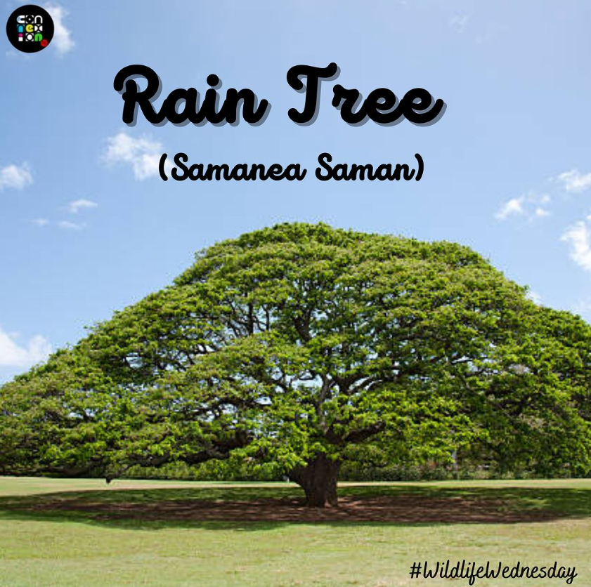 the-rain-tree-samanea-saman